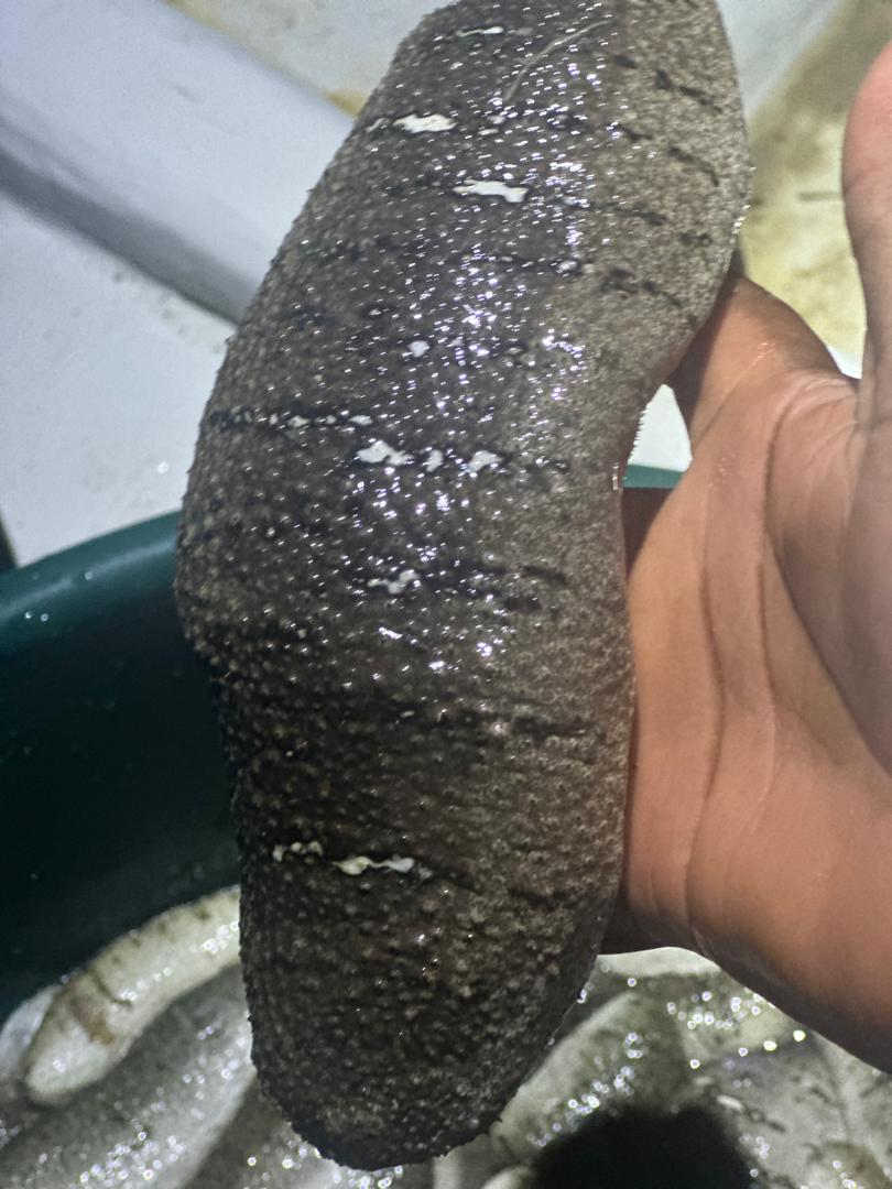 cucumber